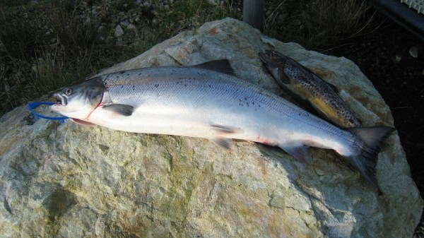 10 pounder from Carrowmore lake