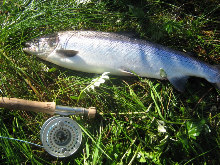6 pound bar of silver on the Lemon Shrimp