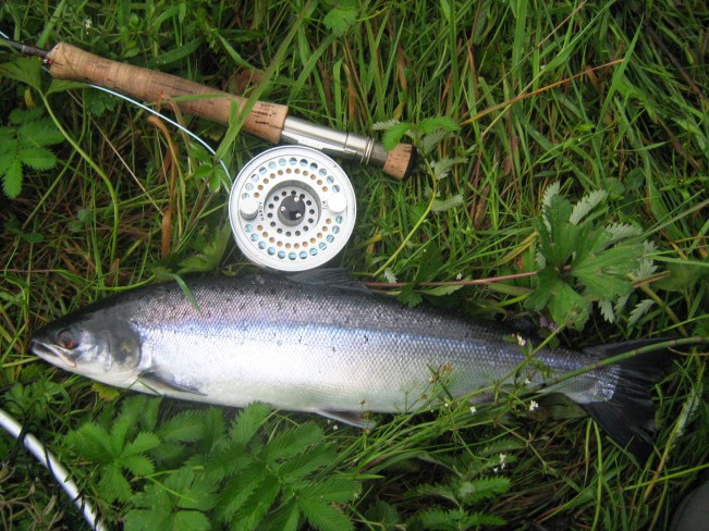 lovely small grilse