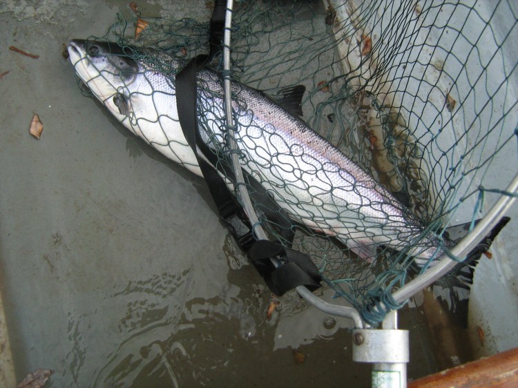 fine-march-springer-for-ben