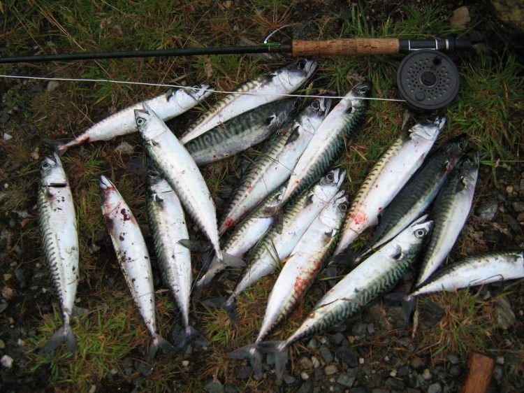 Killery Harbour, July 09