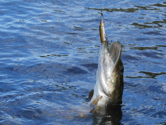 Pike on the Rapala