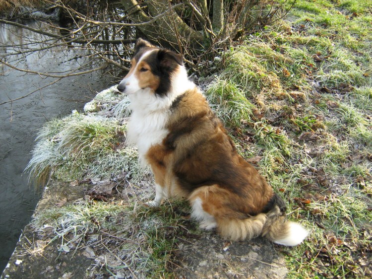 Ness looking for waterhens