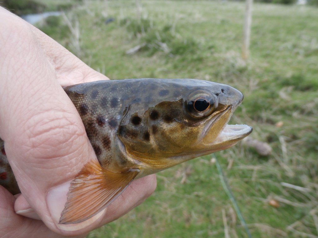Robe Fishining What’s wrong on the Robe? – Claretbumbler