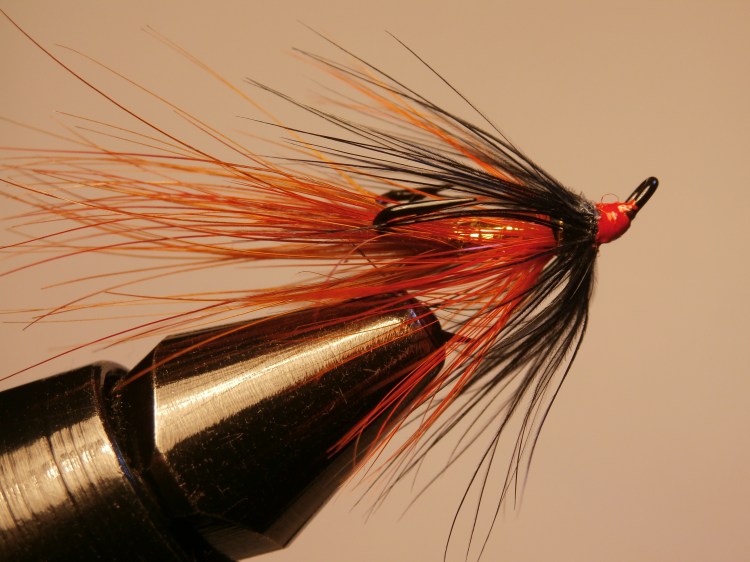 Black and Gold Shrimp