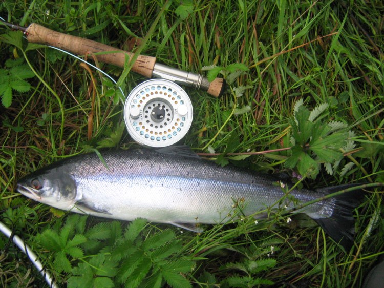 Small grilse on the floating line